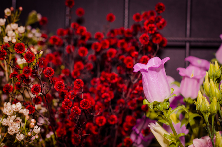 mix of blossoming and dried colorful flowersの写真素材