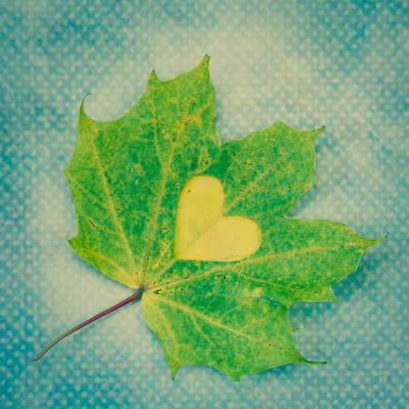leaf with engraved love symbolの写真素材