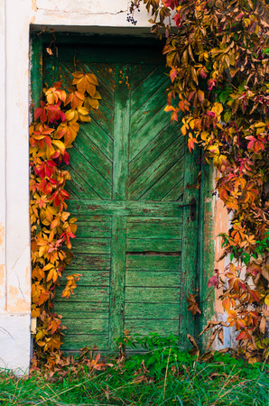 old wooden green door and colorful ivy autumn leavesの写真素材