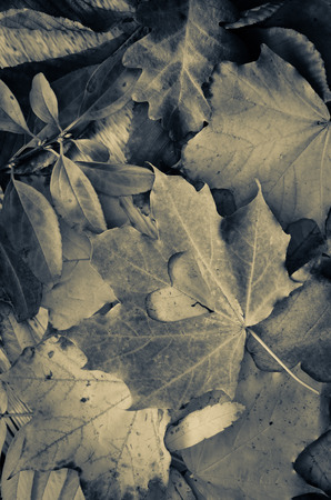 colorful autumn leaves and engraved heart symbol tone effectの写真素材