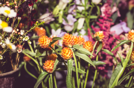 mix of blossoming dried orange and colorful flowersの写真素材