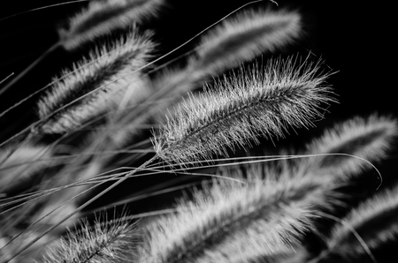 beautiful detail of grass with atmosphereの写真素材
