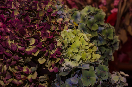 decorative  dried blue  and purple hydrangea flower backgroundの写真素材