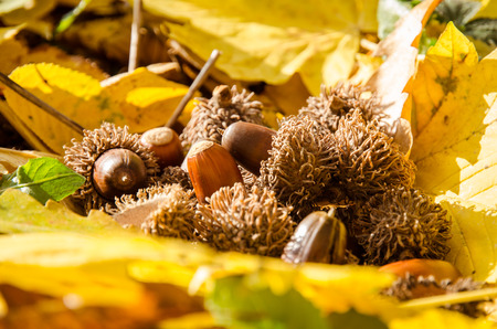 mast fruit and colorful autumn leavesの写真素材