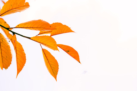 tree branch with orange autumn leaves isolatedの写真素材