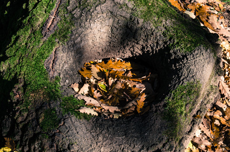 autumn leaves in tree trunk