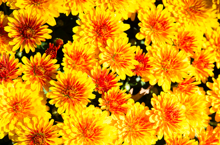 blossoming group of yellow chrysanthemum flowersの写真素材