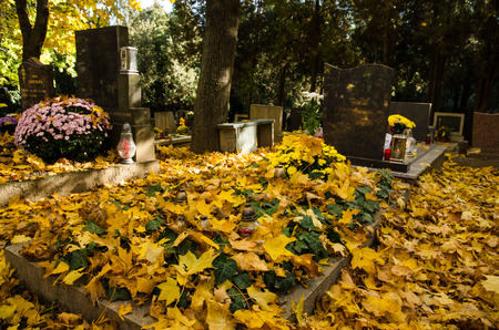 yellow autumn leaves and graves