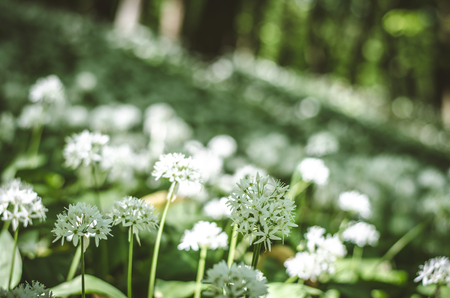 white blossoming garlic flowers in the forestの写真素材