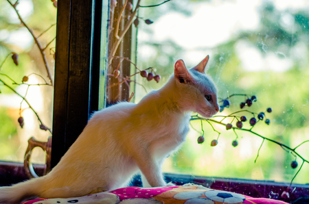 adorable cute white cat sitting next to the window and looking throughの写真素材