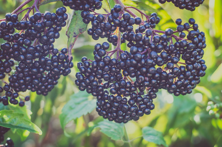 healthy ripe black elderberries cluster