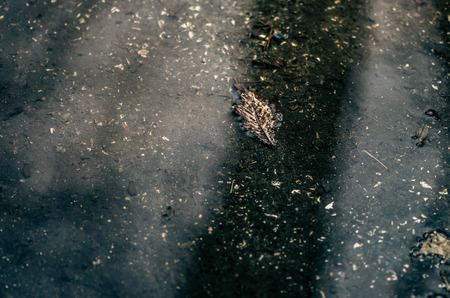 autumn leaf lying in waterの写真素材