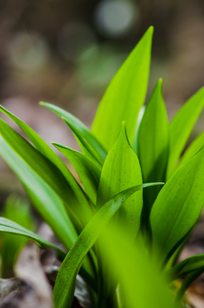 green wild garlic leaves detailの写真素材
