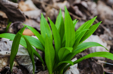 green wild garlic leaves detail