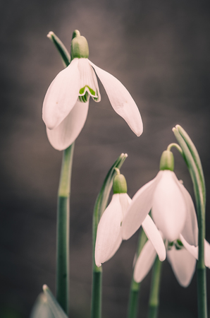 beautiful white snowdrop flowers detailの写真素材