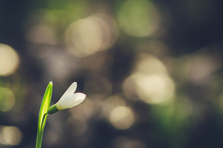 magic bokeh and white snowdrop spring flowerの写真素材