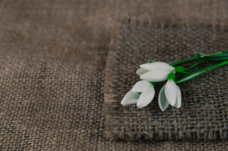 white snowdrop flower decoration on brown fabric background