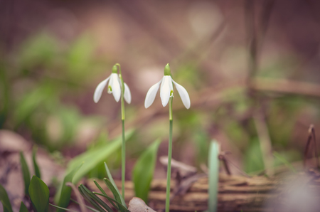 white blossoming snowdrop in green spring natureの写真素材