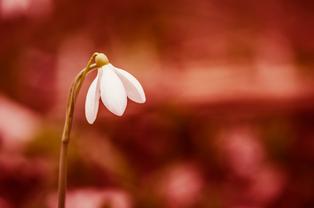 symbol of spring time,  bokeh and white snowdropの写真素材