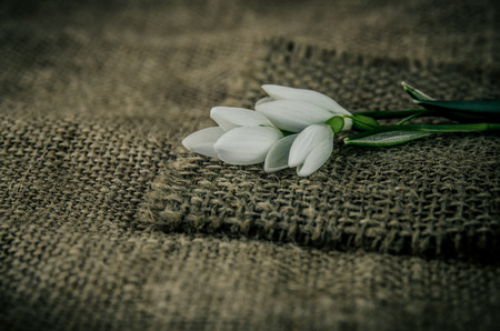 white snowdrop flower decoration on brown fabric backgroundの写真素材