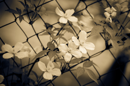 white clematis flowers in wire fence sepia toneの写真素材