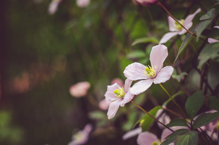 pink clematis flowers in wire fence back side viewの写真素材