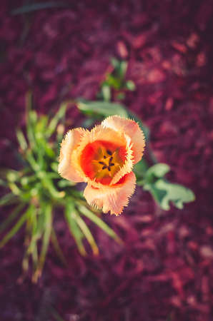 blossoming orange tulip view from topの写真素材