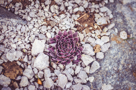 flowers and succulents in rock-garden