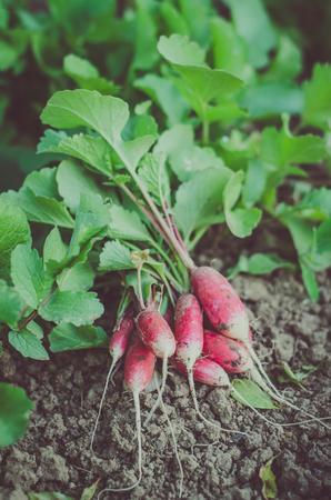 group of red fresh radish in the gardenの写真素材