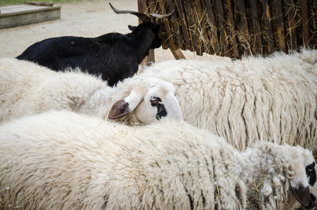 white sheeps and black goatsの写真素材