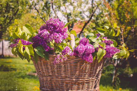 violet lilac flowers bouquet in basketの写真素材
