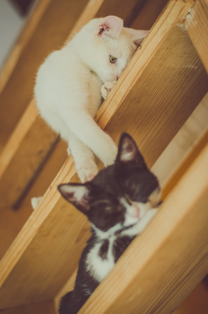 adorable black and white cats playing on stairsの写真素材