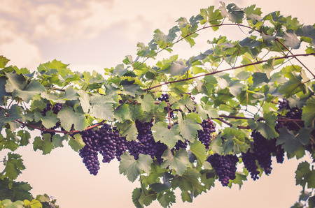clusters of blue grape in vineyardの写真素材