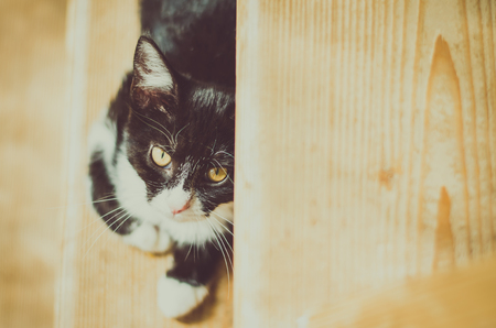 adorable black and white cat looking up to stairsの写真素材