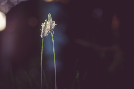 two ribwort plantain herbs together against dark background huggingの写真素材