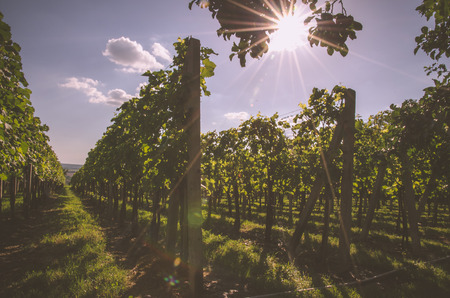 green rows of vineyard in spring time and blue skyの写真素材