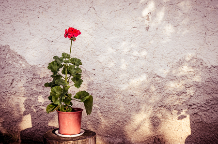 beautiful red geranium flower in potの写真素材