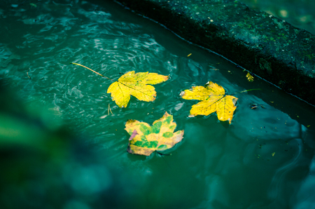Colorful autumnal marple leaves backgroundの写真素材
