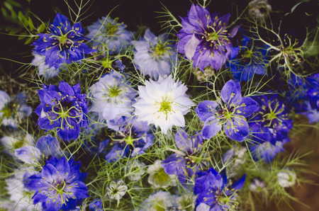 Group of beautiful blue cornflower flowers as floral backgroundの写真素材