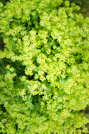 Group of green flowers as floral background