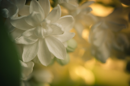 blossoming lilac flower  detail pastel toneの写真素材