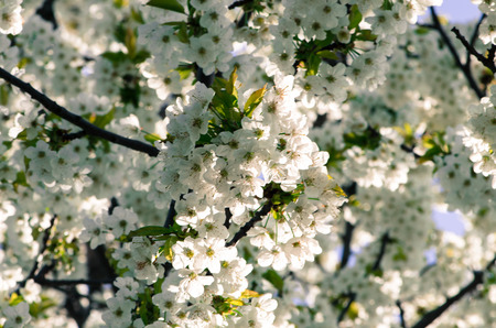 blossoming white flowers on fruit cherry tree