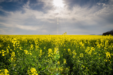 yellow rapeseed field and blue skyの写真素材