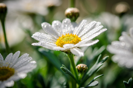 blossoming white gerbera daisy flowerの写真素材