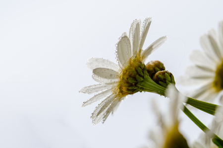 blossoming white gerbera daisy flowerの写真素材