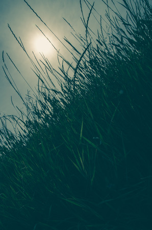 blades of grass in the countryside and afternoon sunsetの写真素材