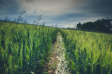 road through rye field in beautiful countryside in sunset timeの写真素材
