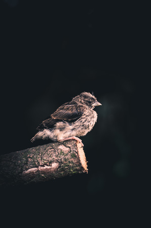 little lovely sparrow baby animal sitting in tree twigの写真素材
