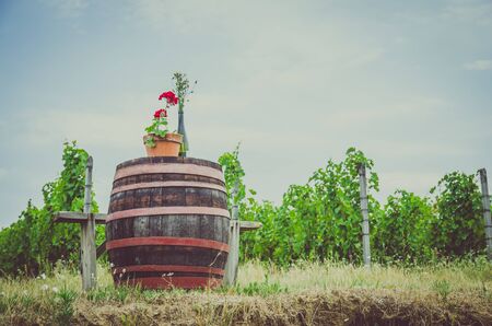 wooden barral decoration in green vineyard fieldの写真素材