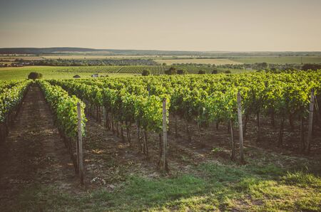 green plants in spring vineyard in sunny dayの写真素材
